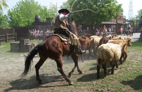 A cattle drive on horseback